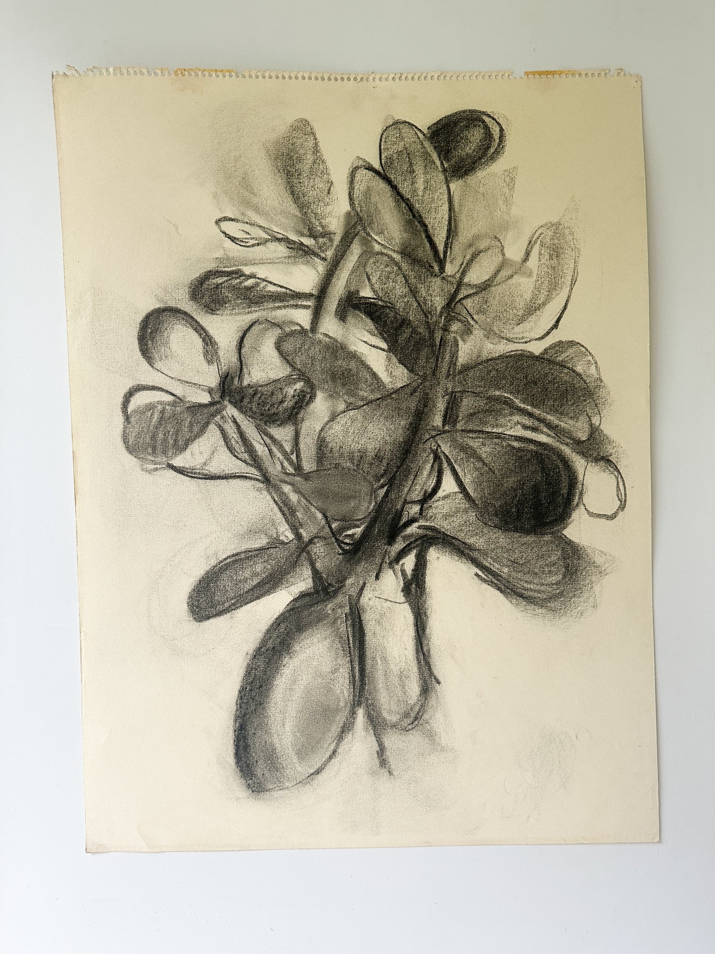 Jade Plant (2 Options) Charcoal by Jane Matteson