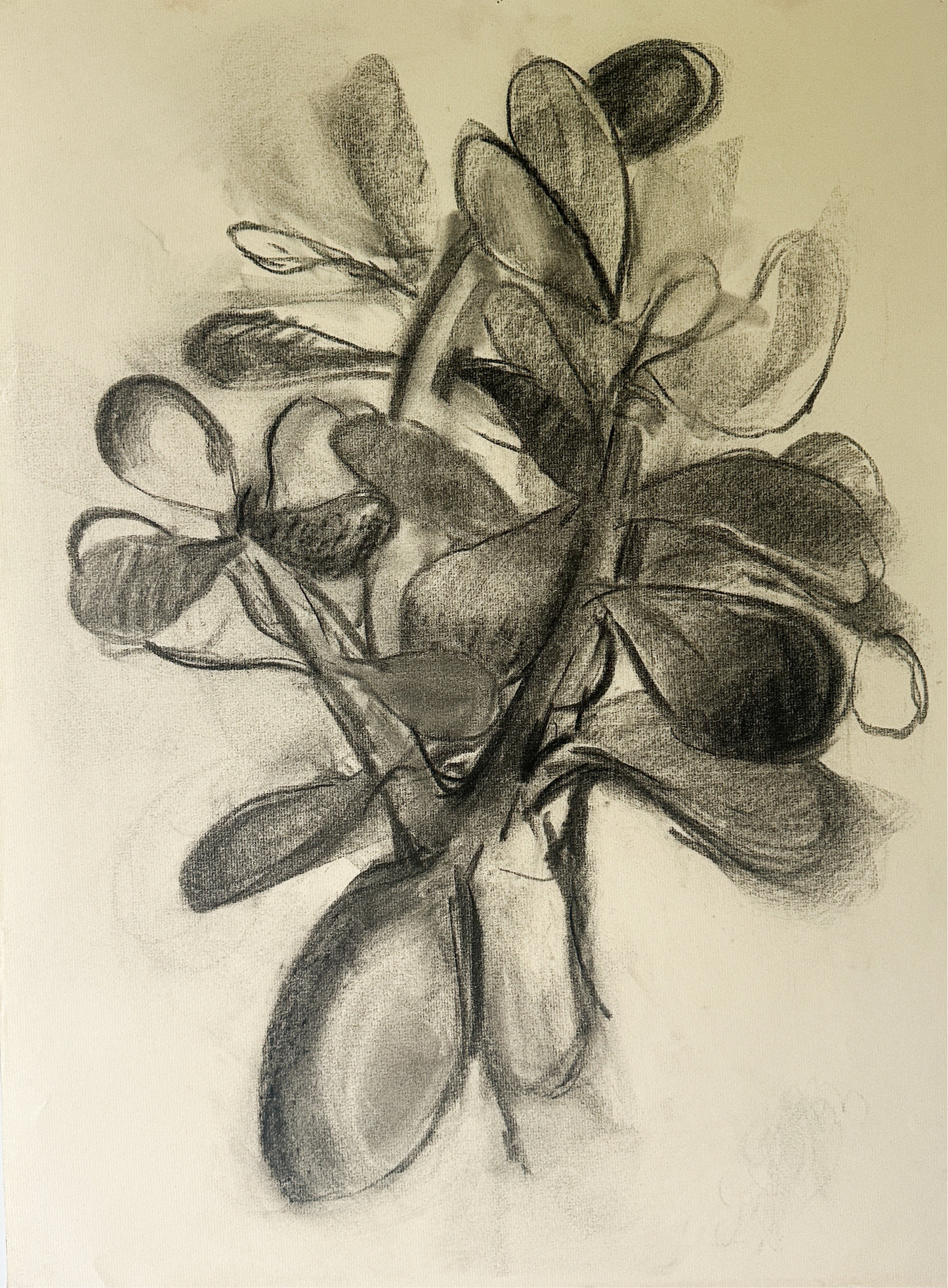 Jade Plant (2 Options) Charcoal by Jane Matteson