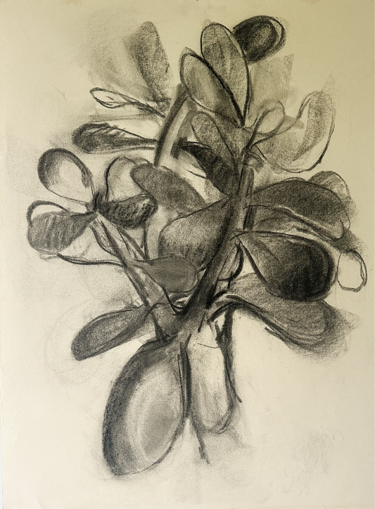 Jade Plant (2 Options) Charcoal by Jane Matteson