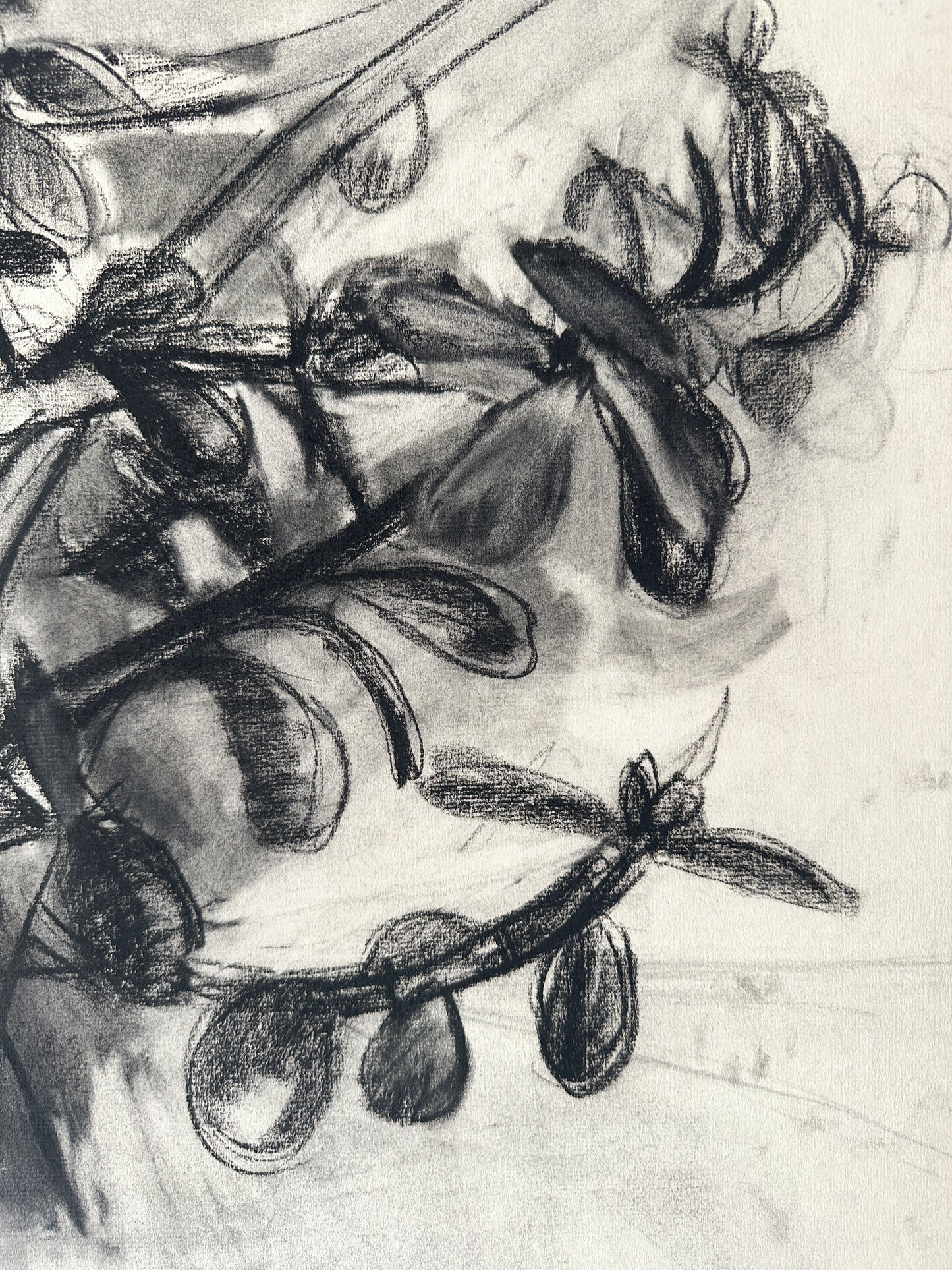 Jade Plant (2 Options) Charcoal by Jane Matteson