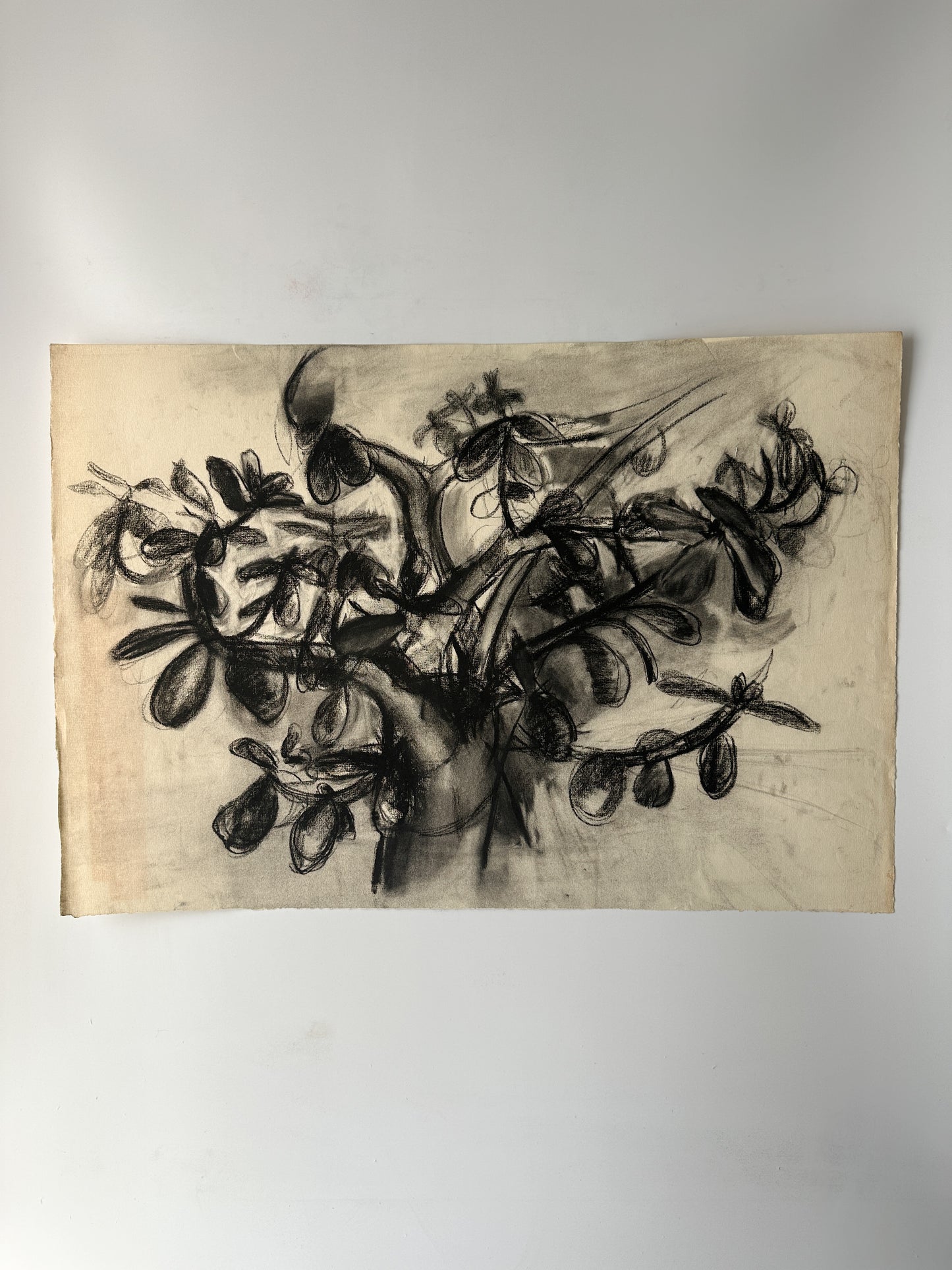 Jade Plant (2 Options) Charcoal by Jane Matteson