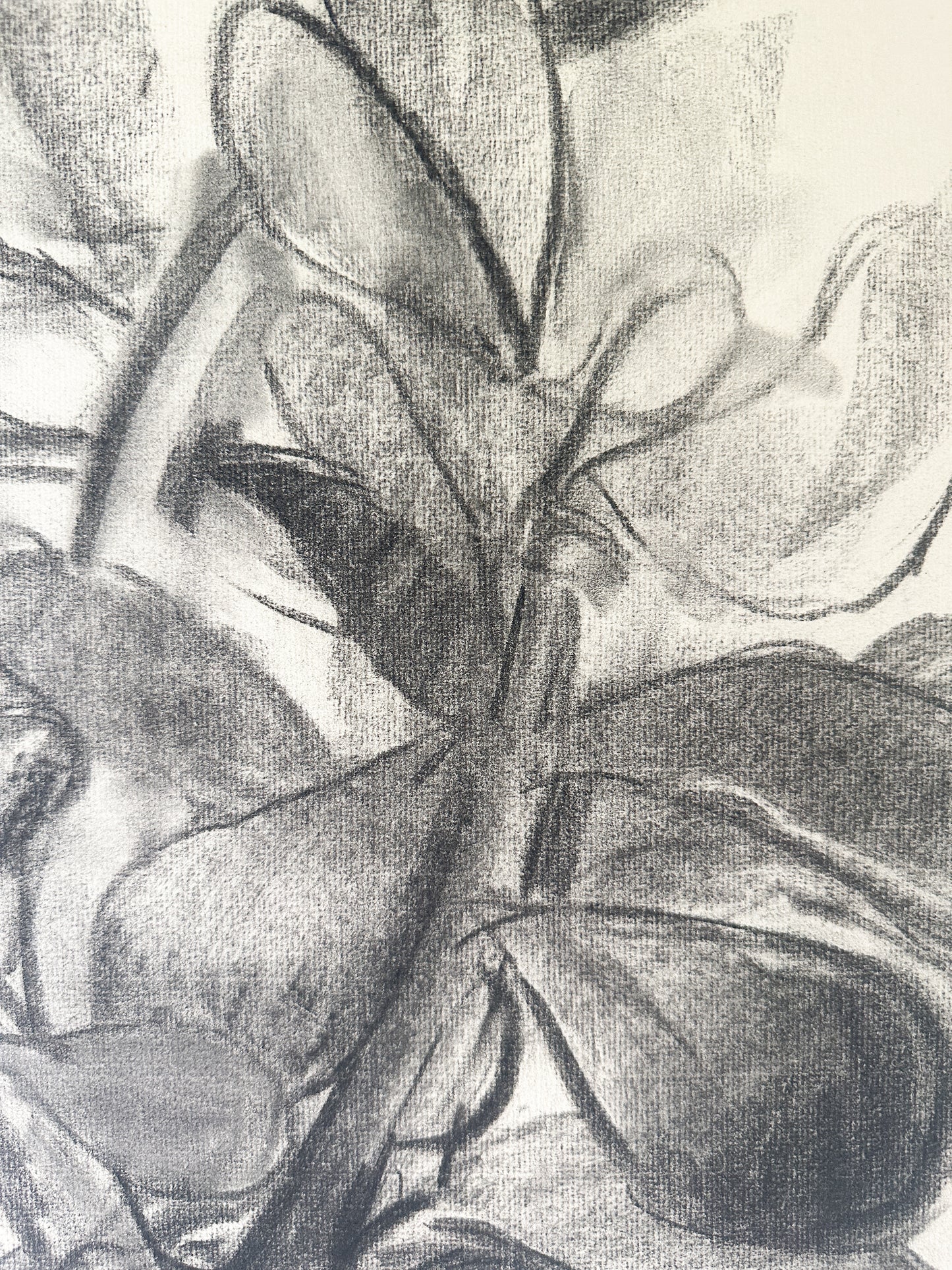 Jade Plant (2 Options) Charcoal by Jane Matteson