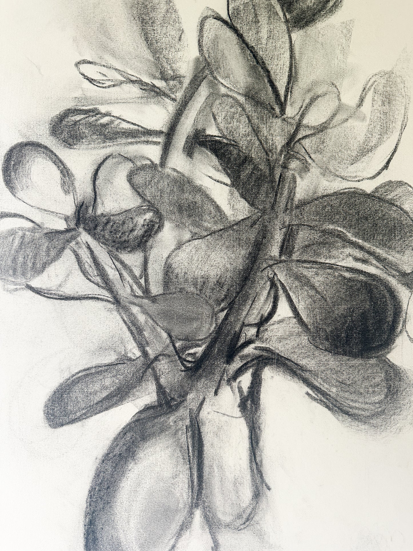 Jade Plant (2 Options) Charcoal by Jane Matteson